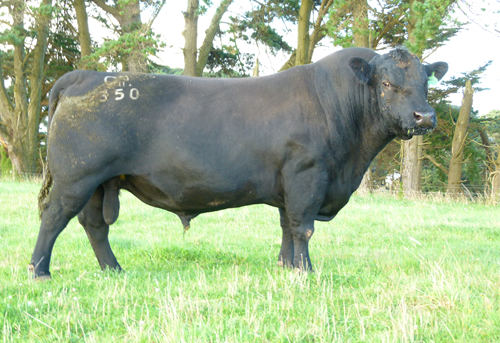 Raff Angus sire